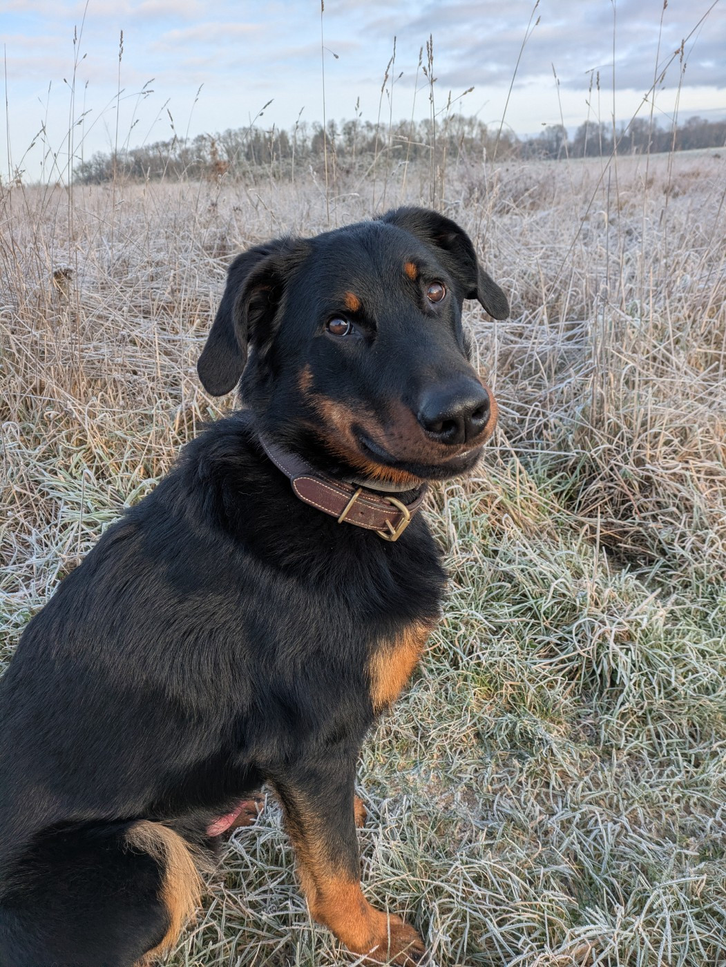 Vegga Des Feux De Beltaine