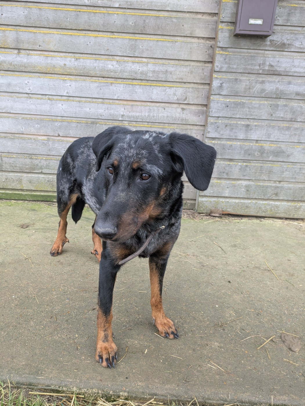 Tess Du Haras Du Cheval Blanc