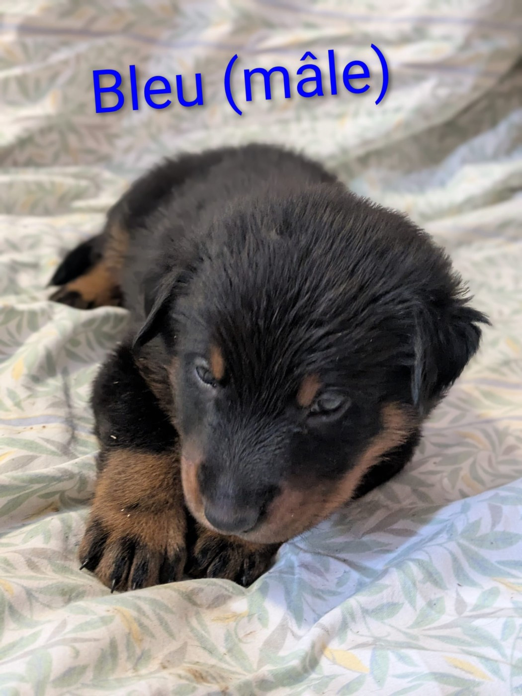 De La Contrée De Tegga - Chiots disponibles - Berger de Beauce