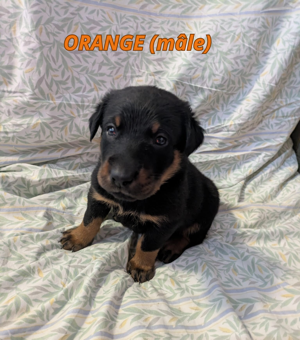 De La Contrée De Tegga - Chiots disponibles - Berger de Beauce