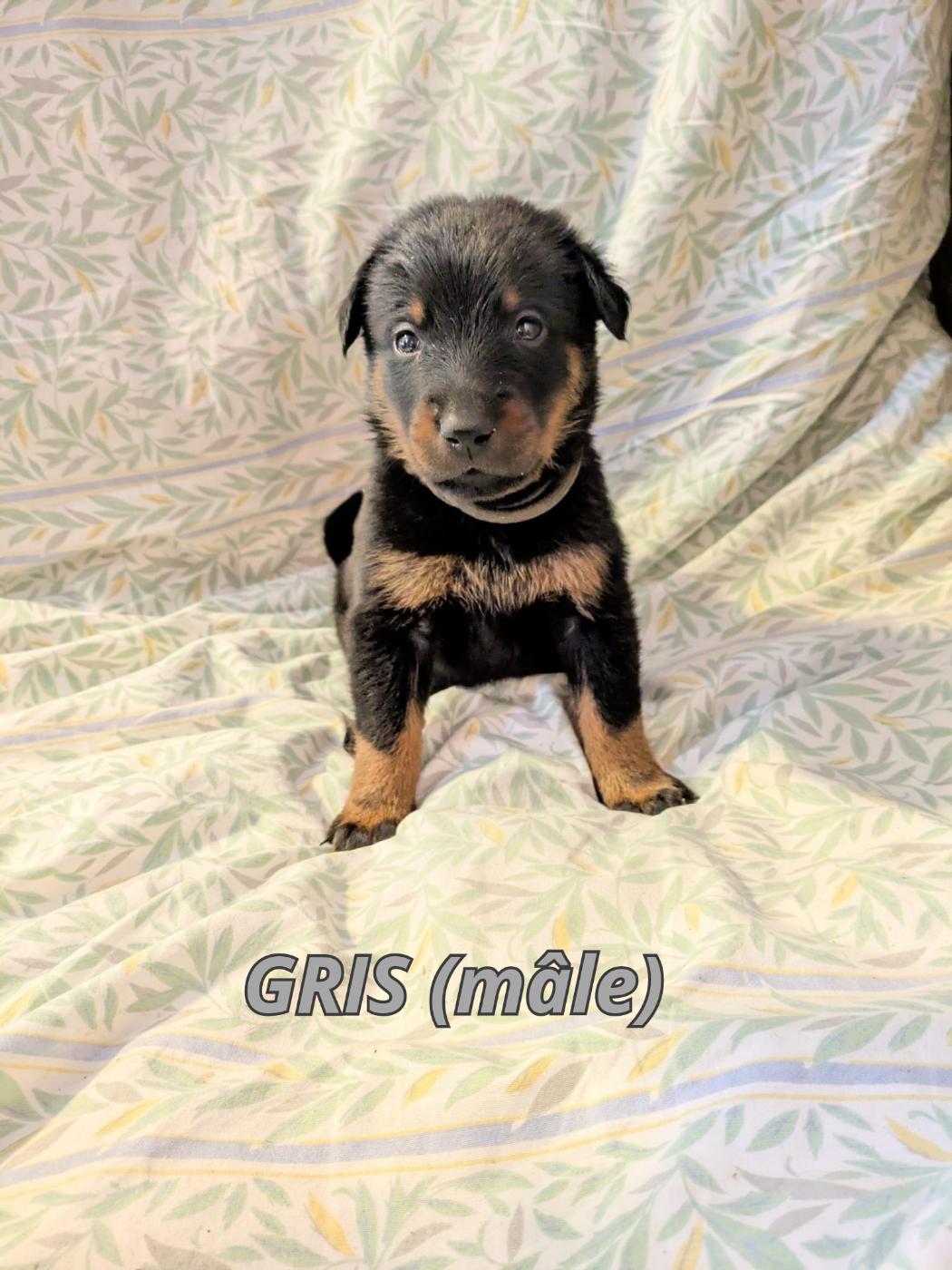 De La Contrée De Tegga - Chiots disponibles - Berger de Beauce