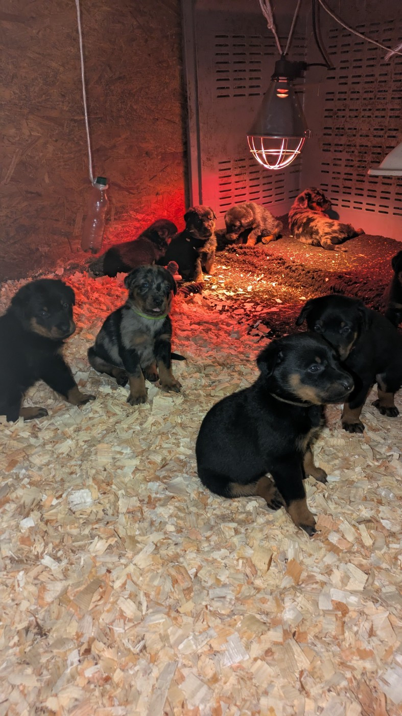 Chiot Berger de Beauce De La Contrée De Tegga